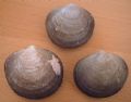 Glycymeris&nbsp;